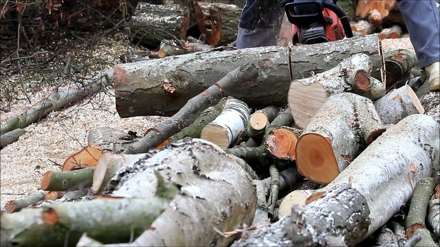 firewood, cutting, sawing, gas chain saw, sound