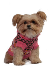 Cute Dog in Pink Coat