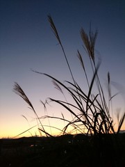 Obraz premium ススキ越しの夕焼け