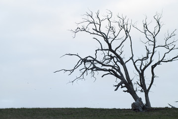 Fototapeta na wymiar lonely tree