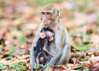 Monkey (Crab-eating macaque) breastfeeding baby in Thailand