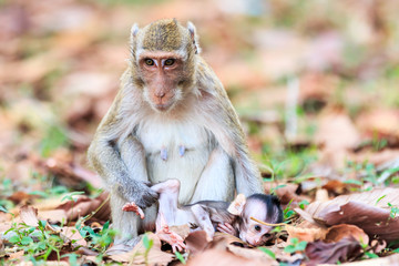 Naklejka premium Monkey family (Crab-eating macaque) in Thailand