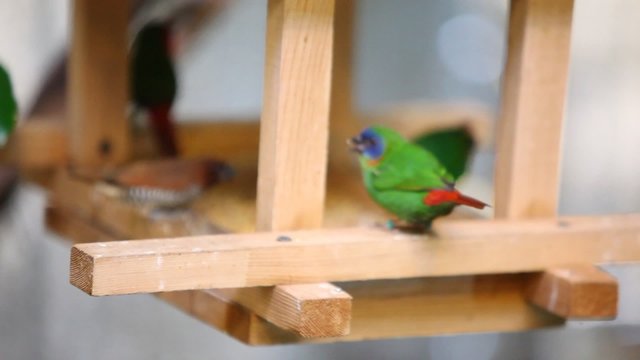 Many multi-colored little birds on a suspended cage