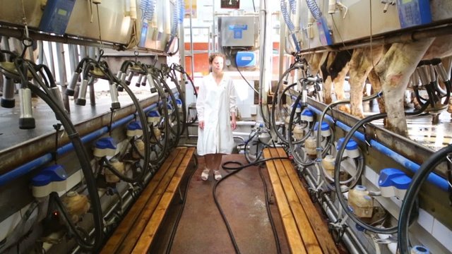 Young woman near rows of milking equipment on dairy farm