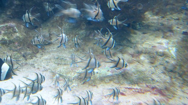 A fish shoal in watertank zoom. Timelapse