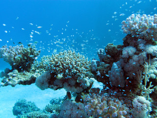 Naklejka na ściany i meble coral reef with on great depth in tropical sea,underwater
