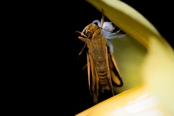 White spider and moth