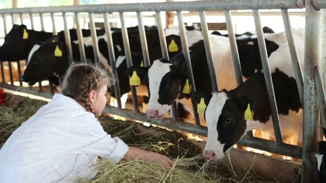 Little girl in white coat feeds of hay small calves at farm