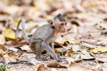Little Monkey (Crab-eating macaque) on ground in Thailand