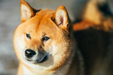 Fototapeta premium Close Up Beautiful Red Shiba Inu Puppy Dog Staying Outdoor