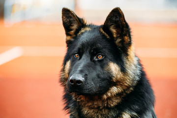 German Shepherd Dog Close Up