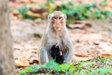 Monkey (Crab-eating macaque) breastfeeding baby in Thailand