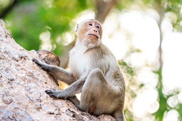 Naklejka premium Monkey (Crab-eating macaque) on tree in Thailand