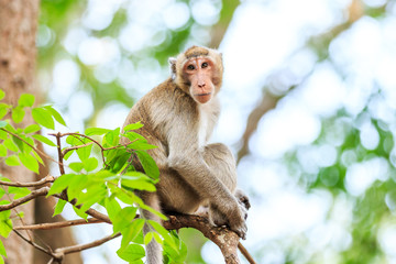 Fototapeta premium Monkey (Crab-eating macaque) on tree in Thailand