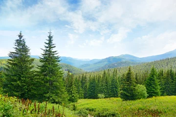Foto op Canvas Beautiful pine trees on background high mountains. © Serghei V
