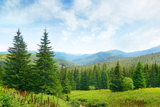 Fototapeta Beautiful pine trees on background high mountains.