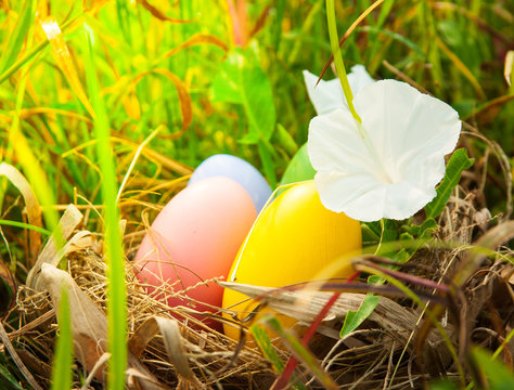 Colorful easter eggs on neast in grasses field