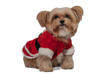 Dog in Santa Dress