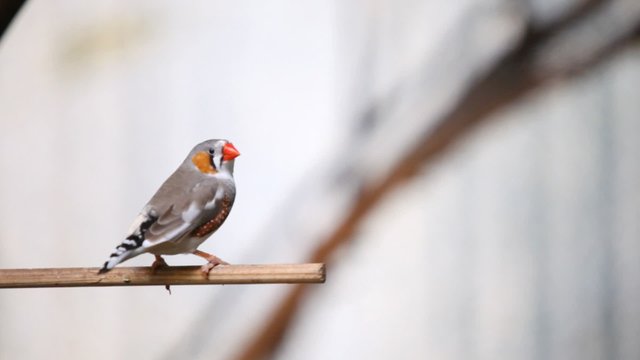 Cute colored little Zebra Finch bird on a branch 