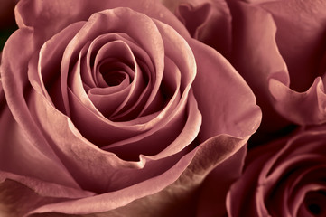 Fototapeta na wymiar Rose flowers close-up