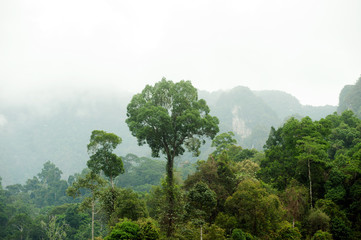 Obraz premium Tree in forest of Khao Sok National Park.