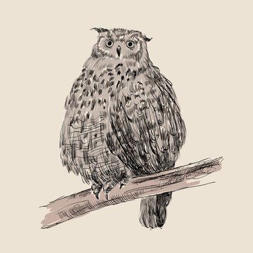 sketch of owl