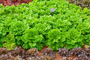 Buttavia lettuce vegetable
