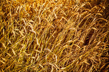 Wheat field