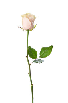 Pale pink  rose isolated on white background.