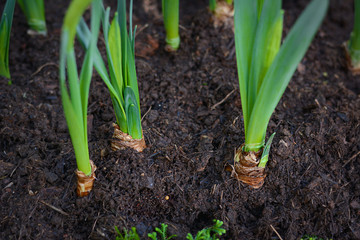 Green young tulip plant with bulbs in soil