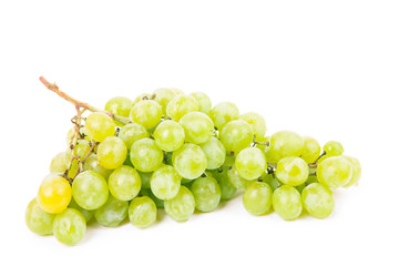 vine isolated on a white background
