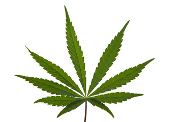 A Marijuana Leaf Isolated