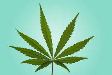 Fototapeta na wymiar A Marijuana Leaf Isolated
