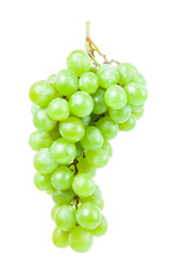 vine isolated on a white background