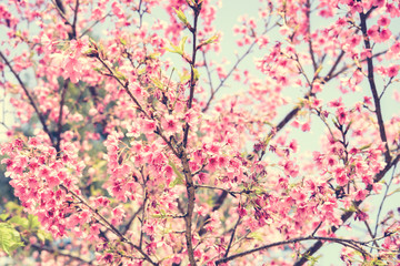 Pink Sakura flower blooming in vintage tone