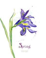 Invitation card with watercolor spring flower. iris. vector illu