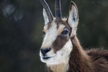 Chamois Profile

