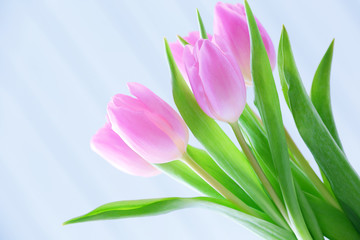 Beautiful pink tulips on light background
