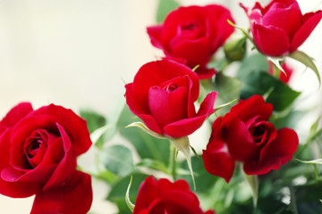 Beautiful red roses on light background