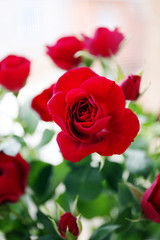 Beautiful red roses close up