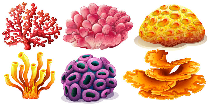 Coral Reef: Over 56,207 Royalty-Free Licensable Stock Vectors & Vector Art