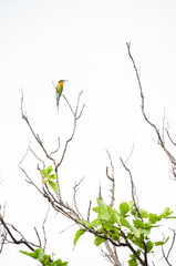 Fototapeta premium Bird on the dry tree