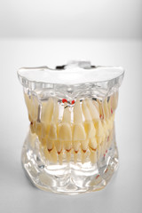 Plastic human teeth models isolated on white