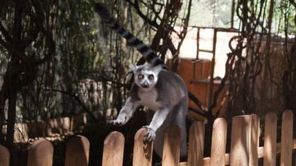 lemur runs along the fence © rulon_oboev