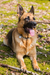 German shepard dog outdoor