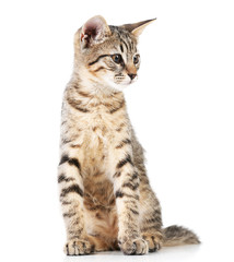 Fototapeta premium Cute kitten isolated on white