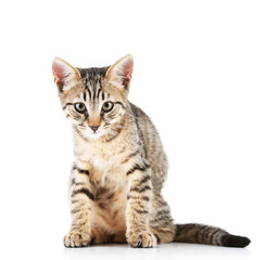 Cute kitten isolated on white
