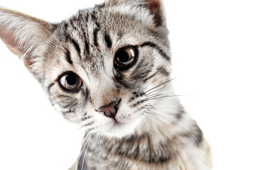 Portrait of cute kitten isolated on white