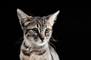 Portrait of stripped kitten on black background