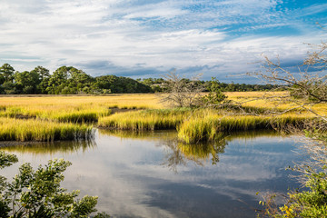 Wetland Marshes and Blue Skies